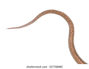 Tail Of The Snake On A White Background