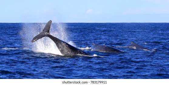 Tail Throw From A Humpback Whale In A Whale Pod, Sydney, NSW, Australia