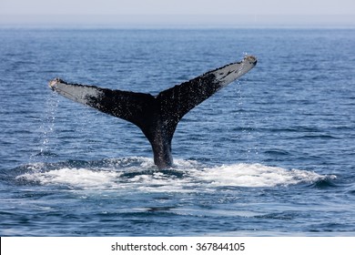 634 Cape Cod Whale Images, Stock Photos & Vectors 