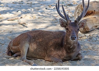 a tailed deer sitting on the sand - Shutterstock ID 2258193305