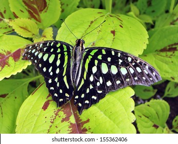 Tailed Jay (Graphium Agamemnon)