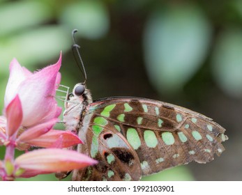 A Tailed Jay (Graphium Agamemnon)