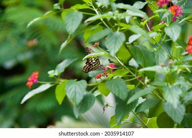 The Tailed Jay (Graphium Agamemnon) 