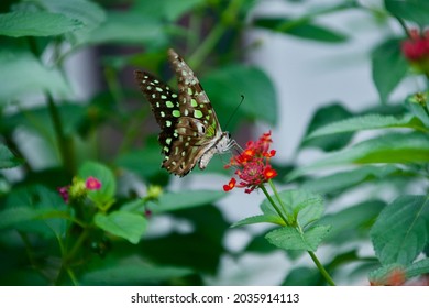 The Tailed Jay (Graphium Agamemnon) 