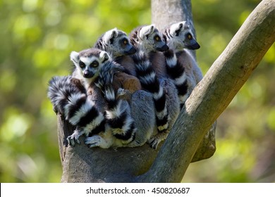 Tailed lemur (Lemur catta) family of lemurs sitting on a branch