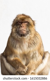 Tailless Barbary Macaque. Gibraltar (UK), Upper Rock Nature Reserve.