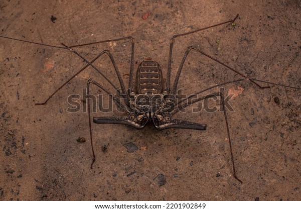 A\
tailless whip scorpion posing on the forest floor.\
