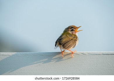 Tailor Bird Stand On The Wall, White Background, Turn Around, Open Mouth