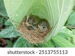 Tailorbird Nest closeup with three tiny chicks nestled together in the nest. Tailorbirds (Common Tailorbird) expertise in weaving intricately designed nests for its chicks is commendable. Cute Chicks.