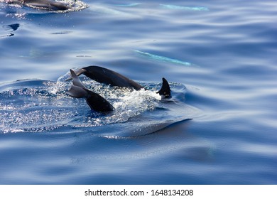 Tails Of Pilot Whales Diving Into Blue Ocean. Family Of Cetaceans Swimming Together By Gran Canaria Island Coast, Spain