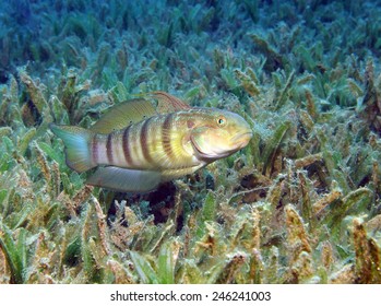 15 Amblygobius albimaculatus Images, Stock Photos & Vectors | Shutterstock