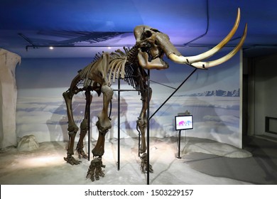 Tainan City , Taiwan - August 18th ,2019 :Mammuthus Fossil At Tree Valley Life Science Museum