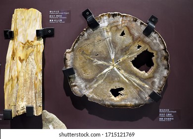 Tainan City,Taiwan - July 8th,2019 : Carbonized and Petrified wood fossil at Fossil Hall of Tainan City Zuojhen Fossil Park