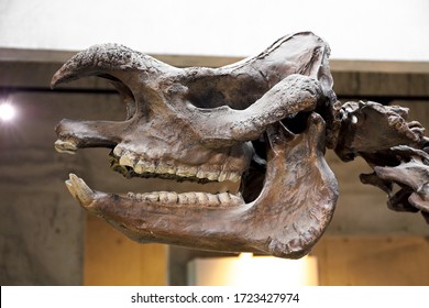 rhinoceros skull