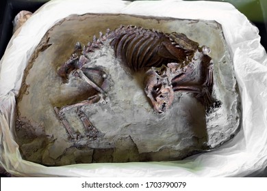 Tainan, Taiwan - Feb 5th,2020:
Prehistoric Dog Skeleton At An Exhibition Of Prehistoric Animal Remains At  The Museum Of Archaeology,Tainan Branch Of NMP