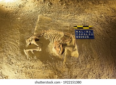 Tainan, Taiwan - Feb 5th,2020: Prehistoric Dog Skeleton At Museum Of Archaeology, Tainan Branch Of NMP