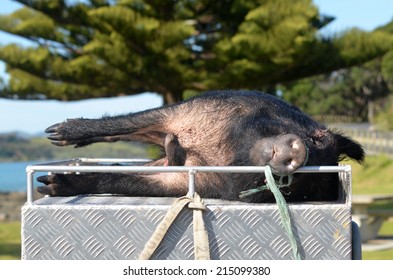 TAIPA, NZL - SEP 03 2014:Hunted Wild Pig.Wild Pig Hunting In New Zealand Is A Significant Sport With Over 20,000 Hunters Involved.Hunting Clubs Around The Country Organize Regular Hunting Competitions