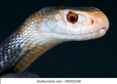 Taipan / Oxyuranus Scutallatus