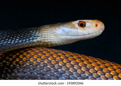 Taipan / Oxyuranus Scuttellatus Canni