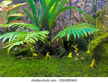 Taipei City,Taiwan - Nov 15th,2019: Dendrobatidae At Amphibian And Reptile House In Taipei Zoo