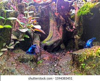 Taipei City,Taiwan - Nov 15th,2019: Dendrobatidae At Amphibian And Reptile House In Taipei Zoo