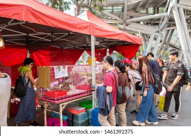 Taipei, Taiwan - May 12th, 2019:animal Adoption Organization With Cats And Dogs At Street In Taipei, Taiwan, Asia