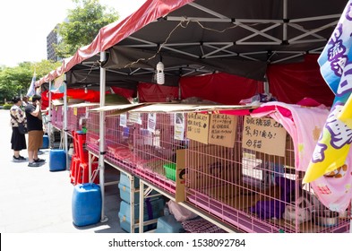 Taipei, Taiwan - May 12th, 2019:animal Adoption Organization With Cats And Dogs At Street In Taipei, Taiwan, Asia