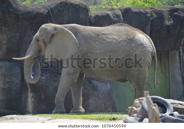 Taipei Zoo Taipei Close African Elephant Stock Photo Edit Now