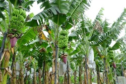 Taiwan Agriculture Science And Organic Management, The Photograph Of Banana Tree, The Orchard Of Banana Tree Which Is Wrapped By Cotton Bag To Prevent Destructive Insects
