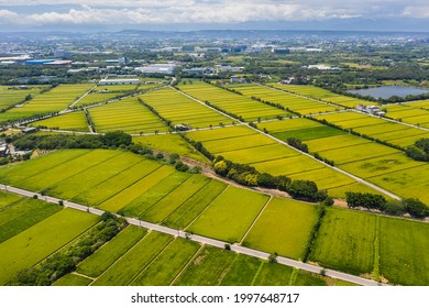 Taiwan Beautiful Landscape. Yellow Paddy Season In June. North Taiwan, Taoyuan. Harvest, Rice Field.Arial View Of Paddy.