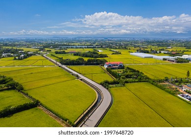 Taiwan Beautiful Landscape. Yellow Paddy Season In June. North Taiwan, Taoyuan. Harvest, Rice Field.Arial View Of Paddy.