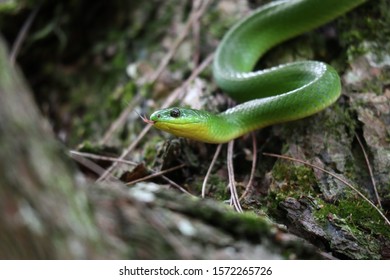 Taiwan Beautiful Nontoxic Snakes Green Snake Stock Photo 1572265726 