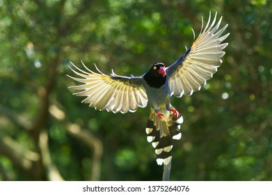 Taiwan Blue Magpie