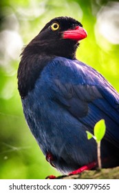 Taiwan Blue Magpie