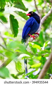 Taiwan Blue Magpie