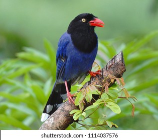 Pie Oiseau Stock Photos Images Photography Shutterstock