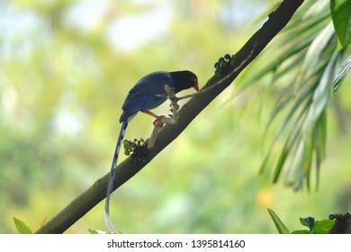Taiwan Blue Magpie (Urocissa caerulea) is an endemic bird species of Taiwan. Social, intelligent, loud, and gregarious, the colorful bird has become the symbol of the island.