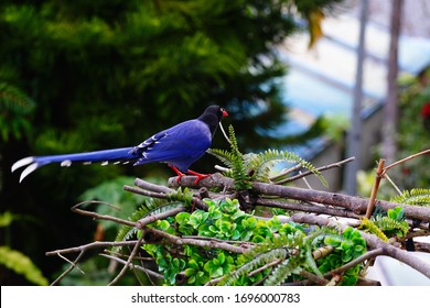 Blue Magpie: immagini, foto stock e grafica vettoriale | Shutterstock