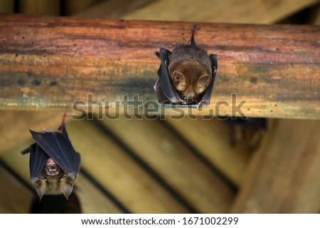 Taiwan Leaf-nosed bat (Hipposideros armiger terasensis or Hipposideros terasensis in the early days)  perch and suspend on the wooden ceiling in the Fushan Botanical Garden in Yilan, Taiwan.