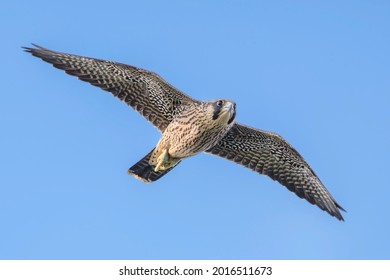 
Taiwan New Taipei City Peregrine Falcon