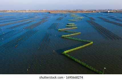 Taiwan specific aquaculture cluture for oyster.
Oyster bottom oyster cloister at lagoon in Tainan , Taiwan