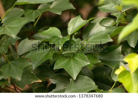 Taiwan Trident Maple(Acer buerferianum)