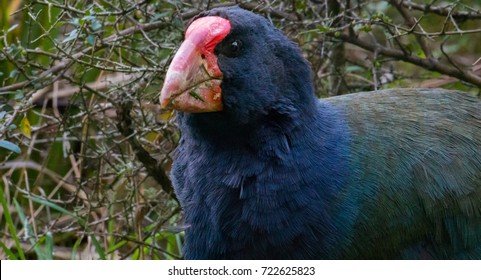 Takahe