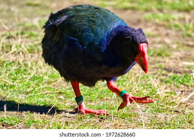 Takahe Walking In Captivity At Zealandia