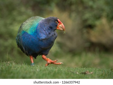 Takahe At Zealandia, Wellington