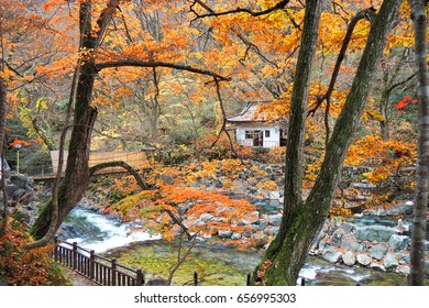 Takaragawa Onsen Hot Spring With Colorful Trees In Autumn, Japan