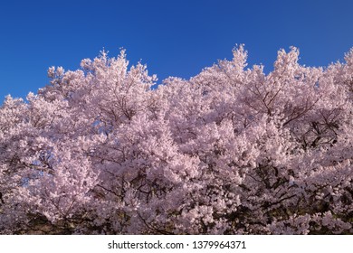 
Takato Castle Cherry Blossom,d (Sakura), Ina, Nagano Prefecture, Japan
