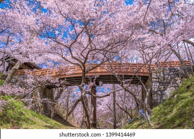 Takato Castle Cherry Blossom,d (Sakura), Ina, Nagano Prefecture, Japan