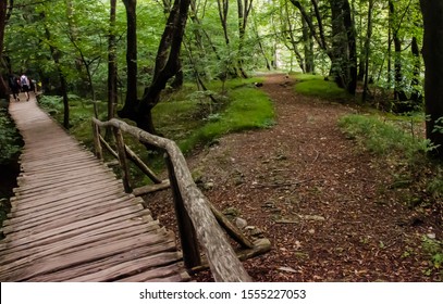 Take Choice On The Path. Which Way To Go? No Sign Board To Decide. Jungle Path Way With Wood Pavement And Other Normal Gravel. Two Ways To Go. Decision Making Save Nature. Go Deep Into Woods. Enjoy