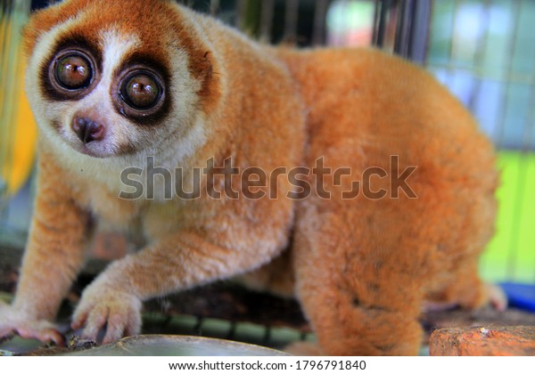 Take a closer look\
at the exotic animal slow loris (Nycticebus) that was rescued in\
Pekanbaru, Riau,\
Indonesia.